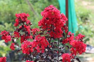 Crape myrtle, crepeflower, or summer lilac flowers photo