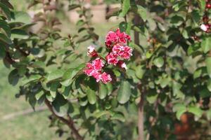 Crape myrtle, crepeflower, or summer lilac flowers photo