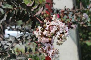 Crape myrtle, crepeflower, or summer lilac flowers photo