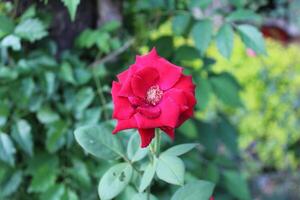 Beautiful Rose Shining in a garden photo