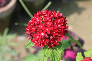 Pentas lanceolata, commonly called Egyptian star cluster or star flower photo