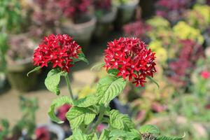 Pentas lanceolata, commonly called Egyptian star cluster or star flower photo