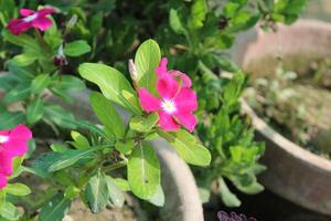 Vinca minor, creeping myrtle, common periwinkle, dwarf periwinkle photo