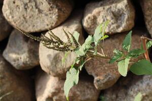 Amaranthus, Love-lies-bleeding, Pendant amaranth, Tassel, Velvet flower or Foxtail amaranth photo