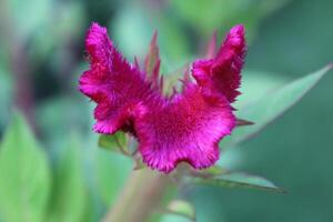 Amaranthus, Love-lies-bleeding, Pendant amaranth, Tassel, Velvet flower or Foxtail amaranth photo