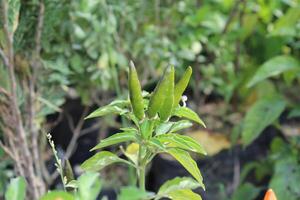 Cultivated Chilli or Peppers photo