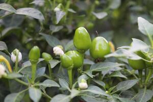 Cultivated Chilli or Peppers photo
