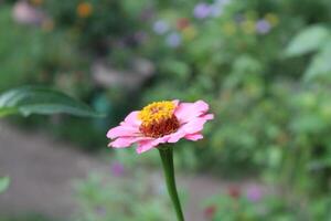 Zinnia, Old-fashioned, old maid, and Zennia elegans flowers photo