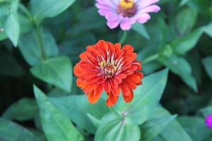 Zinnia, Old-fashioned, old maid, and Zennia elegans flowers photo