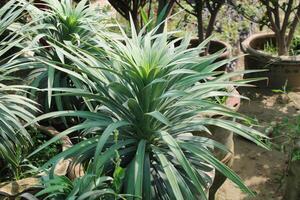 Dracaena, Yucca, Euphorbia bourgaeana or Pleomele photo
