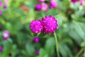 Globe amaranth beautiful fresh flower photo