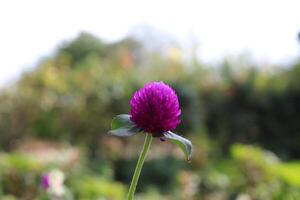 Globe amaranth beautiful fresh flower photo
