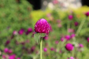 Globe amaranth beautiful fresh flower photo