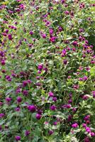 Globe amaranth beautiful fresh flower photo