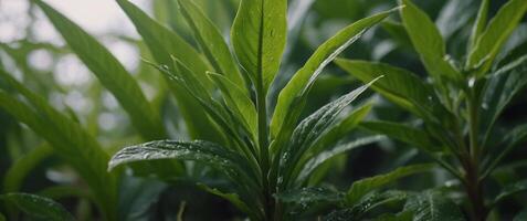 Macro image of a green plant in natural surroundings with copy space image. photo