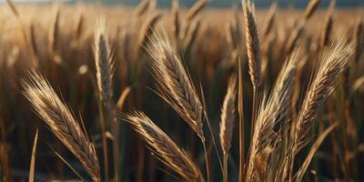 Hordeum murinum spikes close up Creative banner Copyspace image. photo