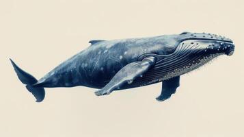 The image shows a large whale in the ocean. photo