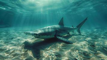 A group of sharks in the water, with a large open mouth and sharp teeth, hunting for prey photo