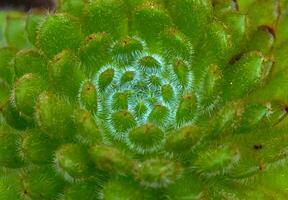 Close-up, succulent leaves of a succulent plant Echeveria sp. in a botanical garden collection photo