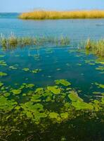 Wetlands, floating algae near reed beds in the lake photo