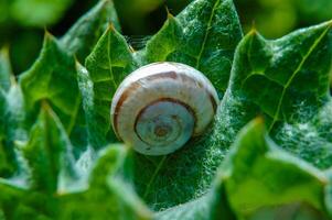 Helicella candicans, a snail resting on a green leaf photo