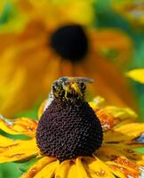 Coneflowers Rudbeckia, a bee collects nectar on a flower photo