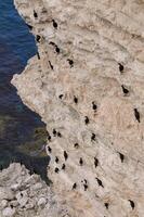 Cormorants rest on a steep bank of Pontic limestone in eastern Crimea photo