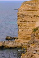Cormorants rest on a steep bank of Pontic limestone in eastern Crimea photo