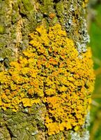 Yellow lichen on the trunk of an old tree, symbiosis of fungus and algae photo