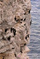 Cormorants rest on a steep bank of Pontic limestone in eastern Crimea photo