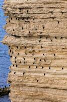 Cormorants rest on a steep bank of Pontic limestone in eastern Crimea photo