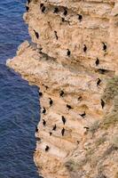 Cormorants rest on a steep bank of Pontic limestone in eastern Crimea photo