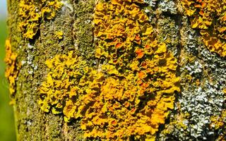 Yellow lichen on the trunk of an old tree, symbiosis of fungus and algae photo