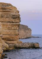 Cormorants rest on a steep bank of Pontic limestone in eastern Crimea photo