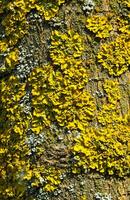Yellow lichen on the trunk of an old tree, symbiosis of fungus and algae photo