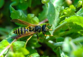 Polistes dominula, a wasp resting on a green leaf photo