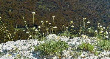 Flowering steppe plants growing on bare rocks near the sea against the background of the sea on Tarkhankut, Atlesh, Crimea photo
