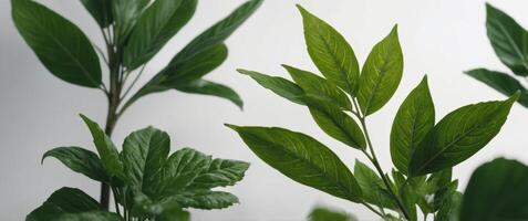 Several vibrant green leaves are arranged on a clean white surface. photo