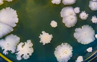 Colonies of pathogenic bacteria in a Petri dish, microbiological studies photo