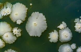 Colonies of pathogenic bacteria in a Petri dish, microbiological studies photo