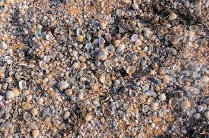 Shell valves of bivalve mollusks in storm ejecta on the Black Sea coast, eastern Crimea photo