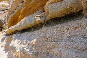 Weathering and destruction of shells of extinct mollusks in the Crimea photo