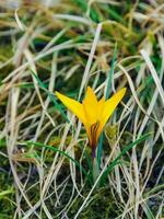 Yellow crocus Dorothy - first spring flower blooms in the garden photo