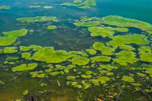 Wetlands, floating algae near reed beds in the lake photo