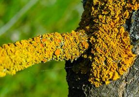 Yellow lichen on the trunk of an old tree, symbiosis of fungus and algae photo
