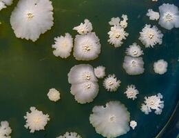 Colonies of pathogenic bacteria in a Petri dish, microbiological studies photo