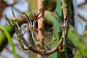 The original flower of the dangling Ceropegia sp. plant in the botanical garden collection photo