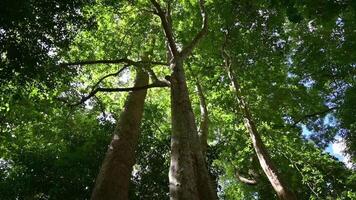 Idyllic scenic nature of tropical rainforest with large trees under morning sunlight in the summer. Low angle view movement. Environmental conservation. video