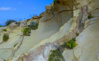Wild succulent plants on the eroded rocks of the shore of Gozo island, Malta photo