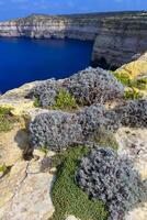Wild succulent plants on the eroded rocks of the shore of Gozo island, Malta photo
